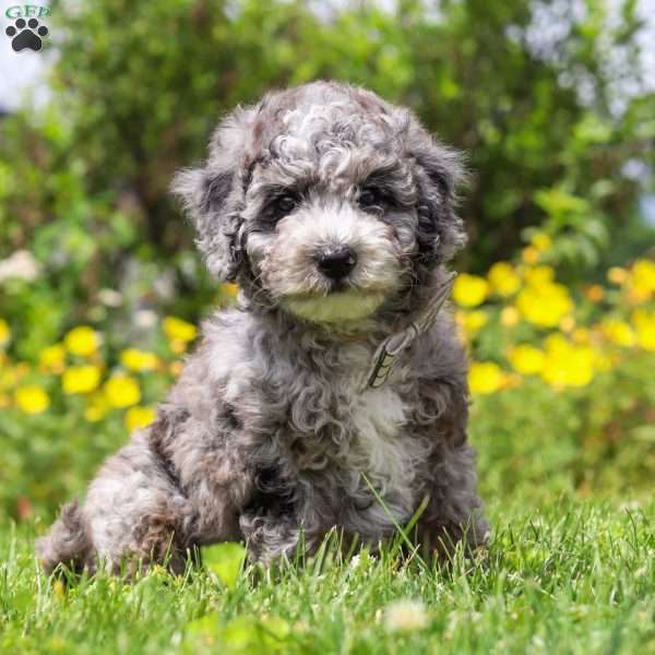 Chase, Mini Bernedoodle Puppy